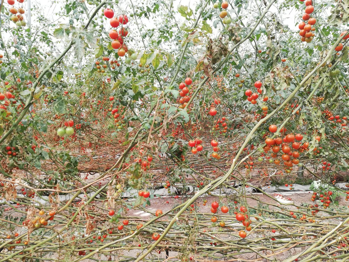 Tomate cherry cultivo fibra de coco (Foto Miguel u00c1ngel del Amor Twitter)