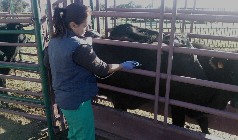 Una veterinaria vacuna a una ternera en una explotaciu00f3n bovina (Foto Junta de Andalucu00eda)