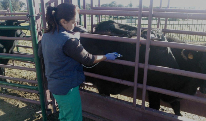 Una veterinaria vacuna a una ternera en una explotación bovina (Foto Junta de Andalucía)