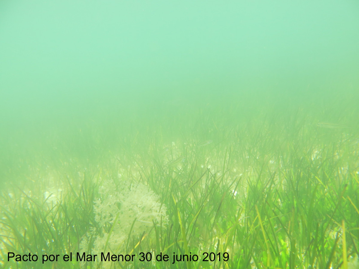 Mar Menor turdidez 30 junio 2019 (Foto Pacto por el Mar Menor)