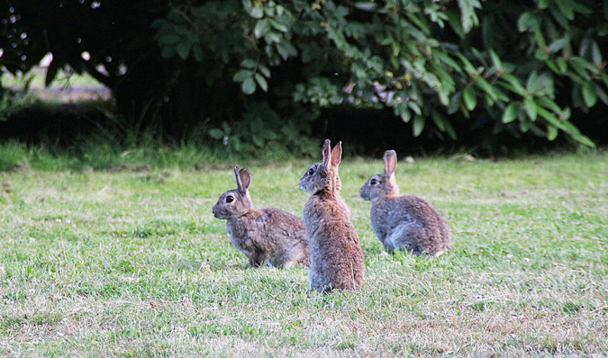 Tres conejos de campo (Foto Junta de Andalucía)