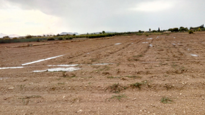 Lluvias DANA 3 Sequía (Foto Asaja Alicante)