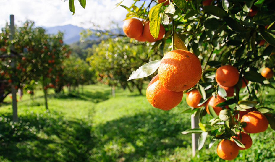 Mandarinas campo cultivo (Foto Junta de Andalucía)