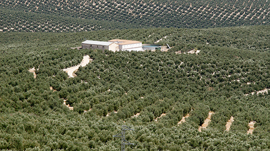 Olivar paisaje grande baja (Foto Joaquín Terán UPA)