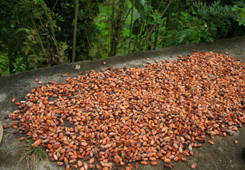 Cacao secándose Sulawesi Indonesia (Foto Intef)