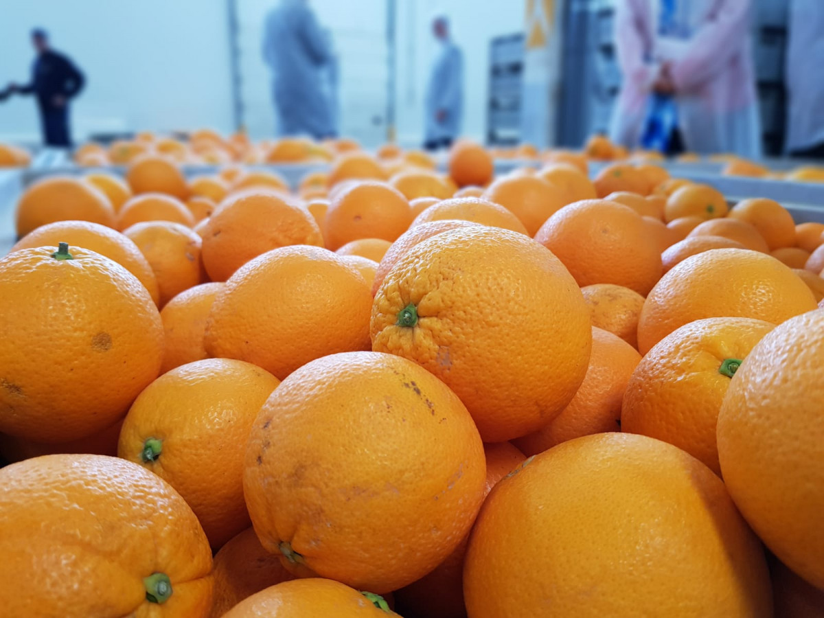 Naranjas (Foto MAPA)