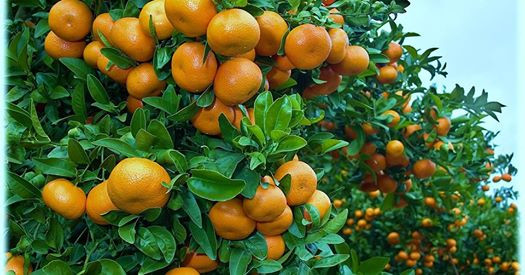 Mandarinas (Foto Asociación Citricultores Provincia Huelva)