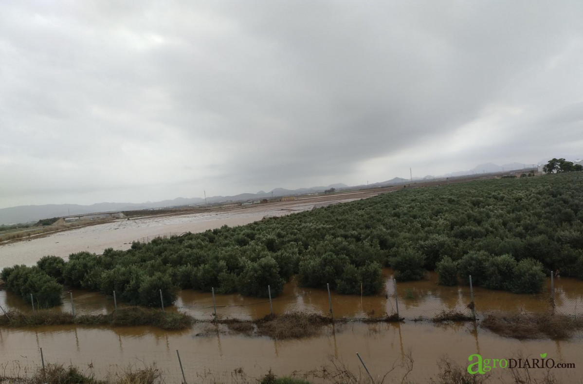 Inundación cultivos ElCarmolí Albujón sept 2019 (Foto C.Guardia)