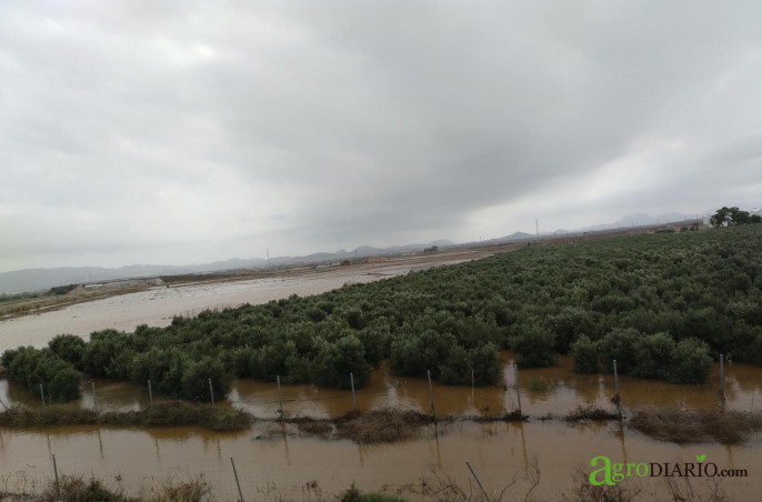 Inundación cultivo gota fría El Carmolí sept 2019 (Foto C.Guardia)