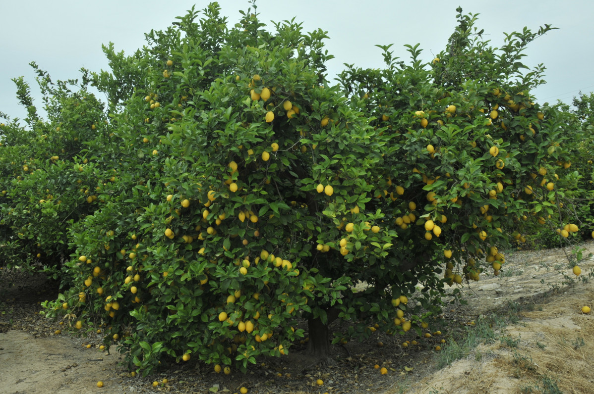 Plantación limón Verna (Foto CARM)