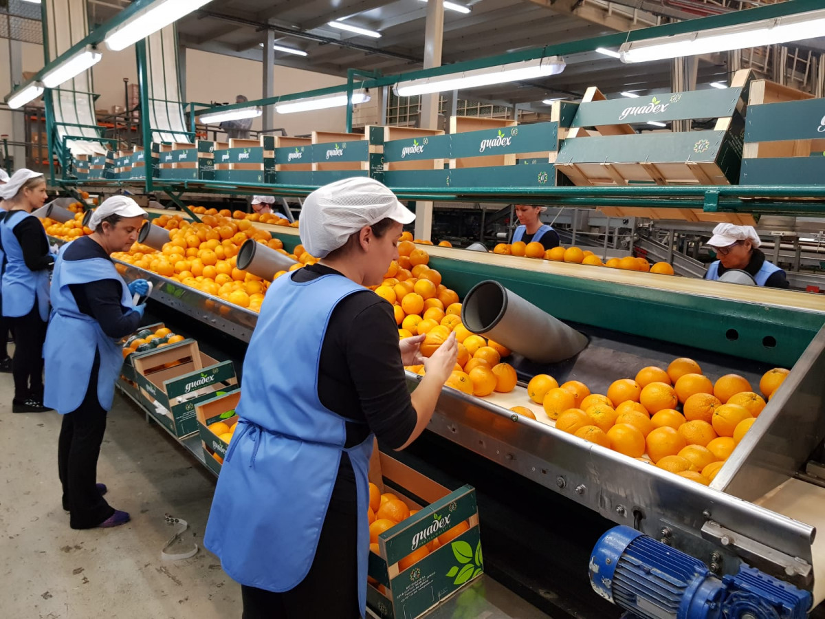 Mujeres trabajadoras cooperativa naranjas (Foto MAPA)