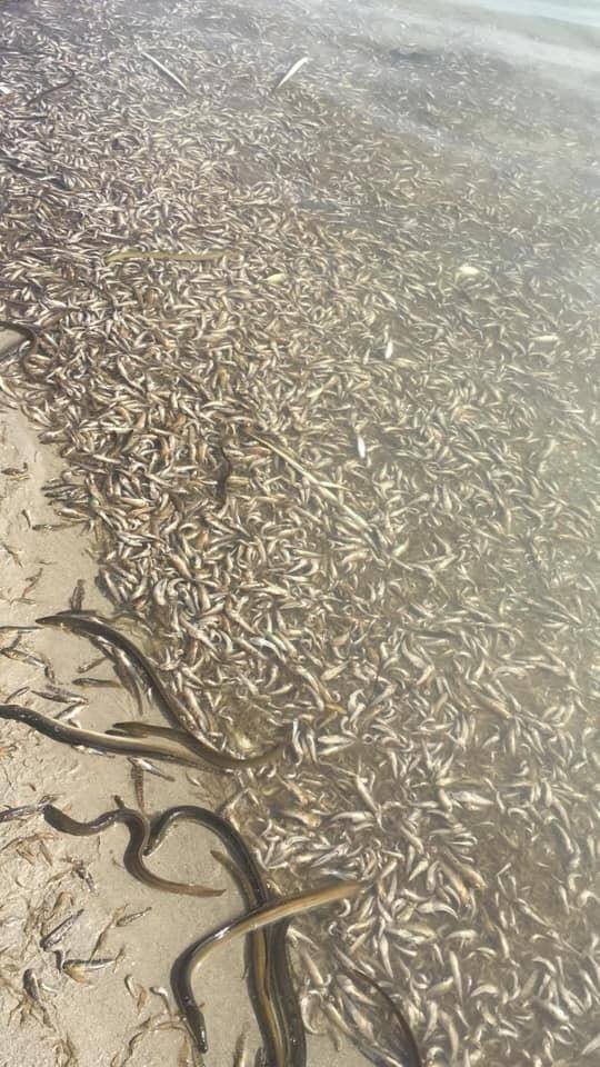 Mortantad peces Mar Menor 12 oct 2019 (Foto FB Favcac by Sonia Campallo)