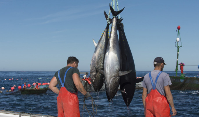 Pescadores durante la captura del atún en una almadraba (Foto Junta de Andalucía)