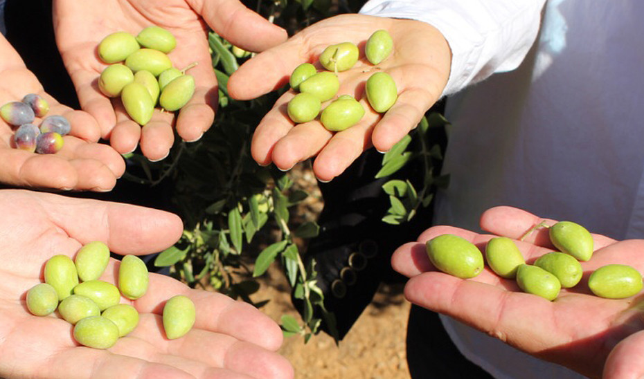 Aceituna vitamina E oliva salud cardiovascular (Foto Junta de Andalucía)