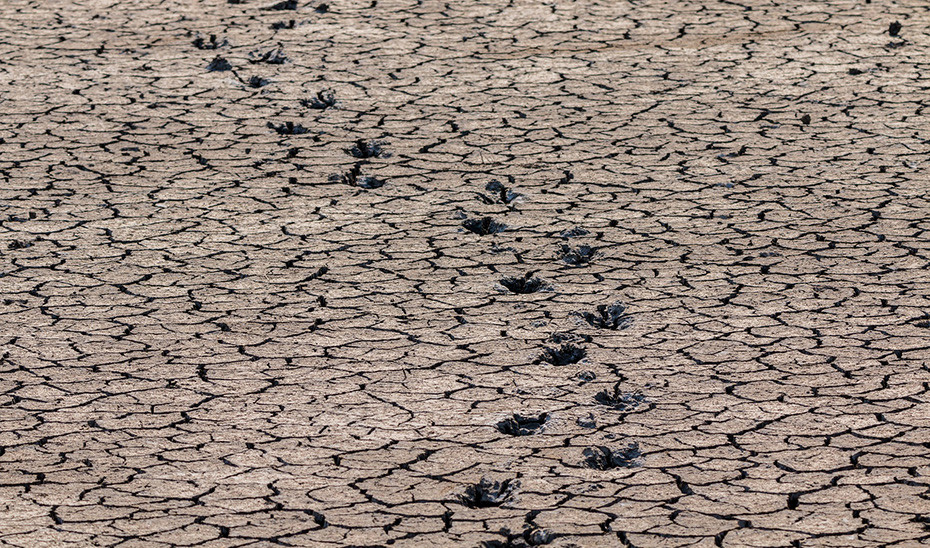 Sequía suelo (Foto Junta de Andalucía)