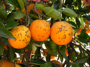 Mancha negra naranjas (Foto AVA Asaja web)