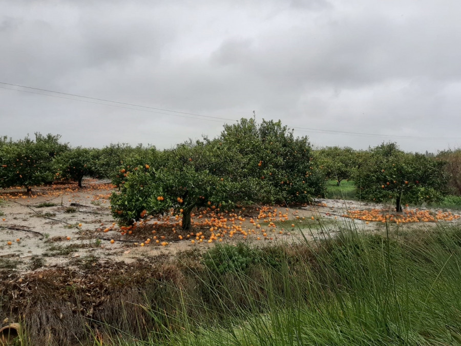 Temporal Gloria cítricos naranjas suelo (Foto AVA Asaja)