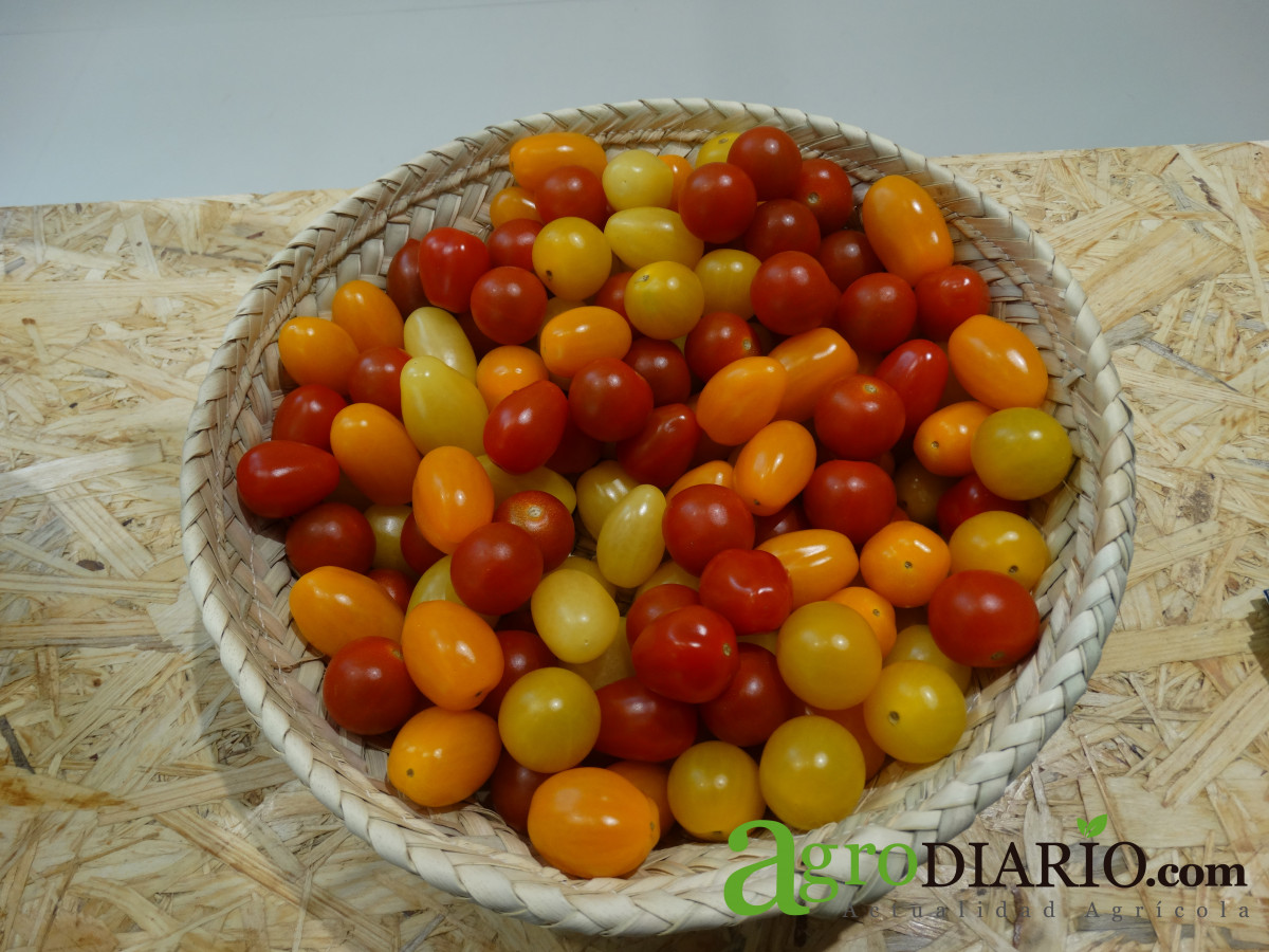 Tomates cherry FL2020 (Foto C. Guardia)