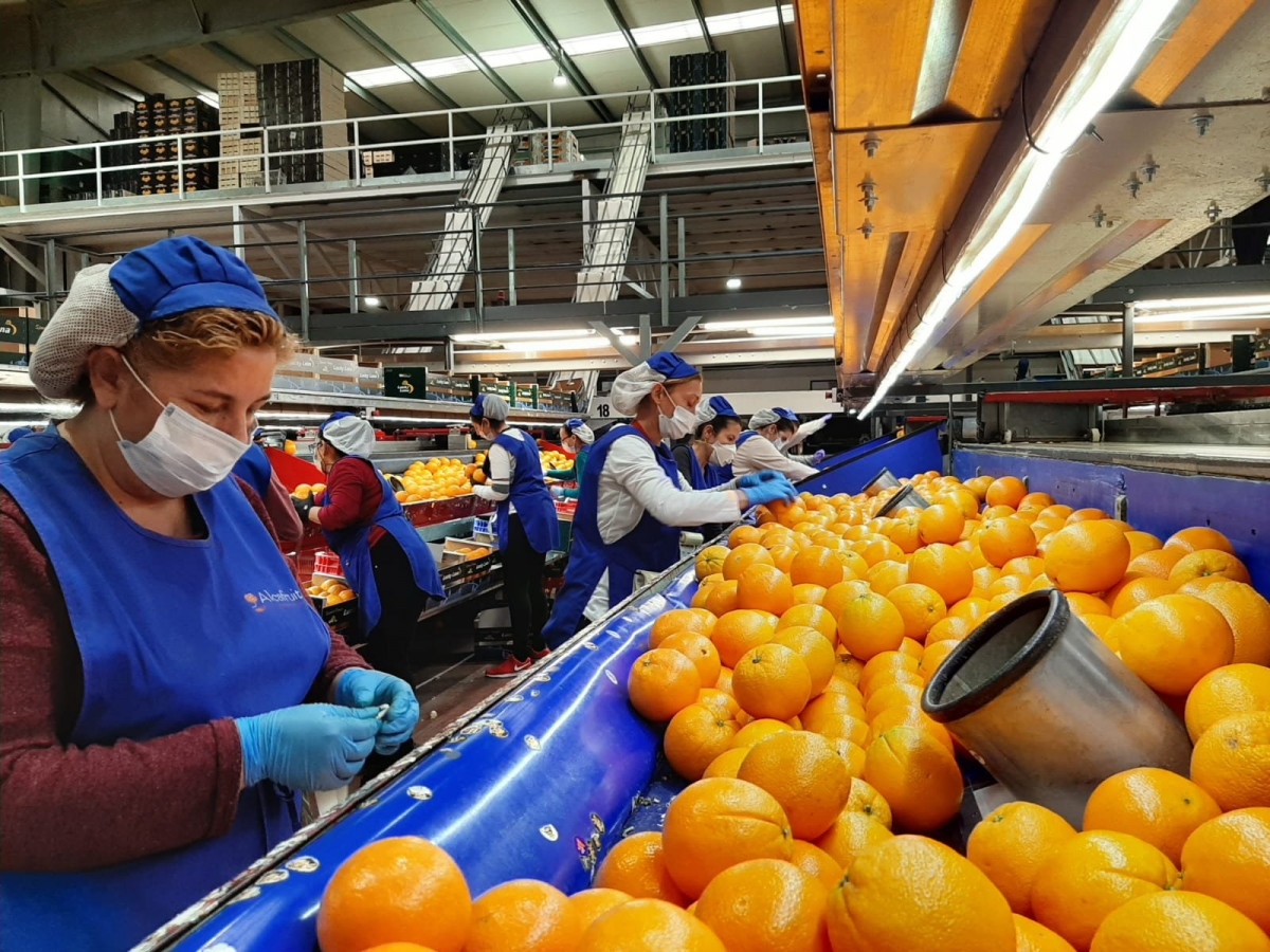 Manipulado naranjas (Foto Cooperativas AgroAlimentarias Andalucía)
