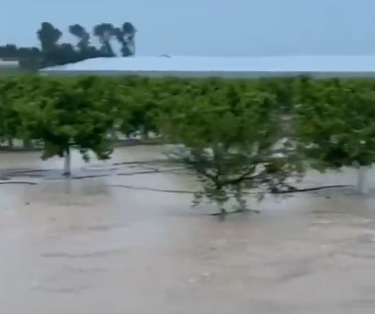 Campo inundado marzo 2020 Los Alcázares (Foto TTSEMLA)
