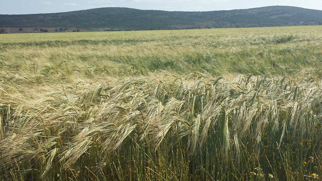 Campo cultivo cereal sequía (Foto MAPA)