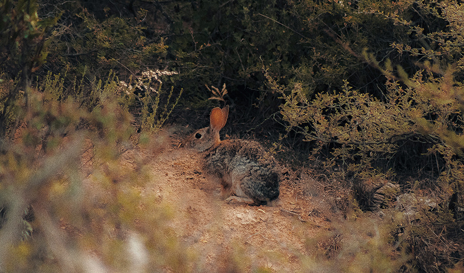 Conejo caza (Foto Junta de Andalucu00eda)