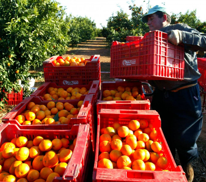 Jornalero campaña cítricos naranja (Foto La Unió)
