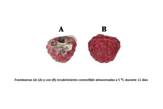 Recubrimientos fruta 8 (Foto IATA CSIC)