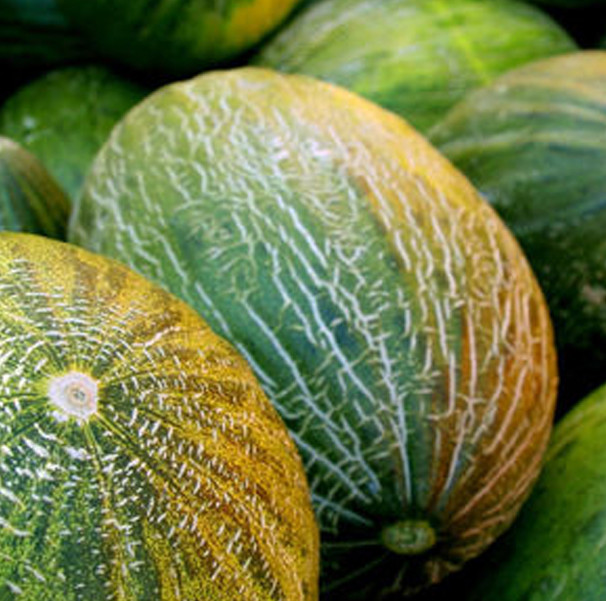 Melon piel de sapo kaine explotaciones agricolas samperweb