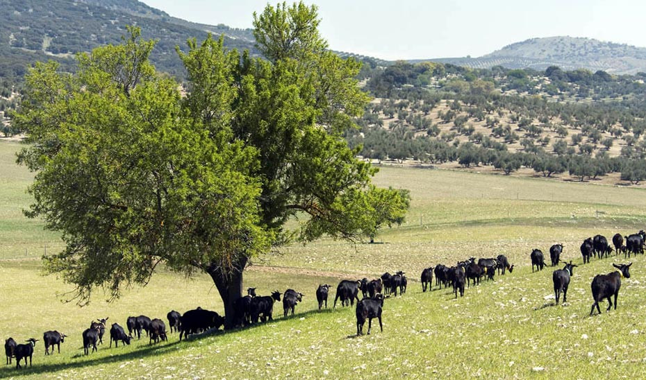Rebau00f1o de cabras pastando en una finca de Castril (Foto Junta de Andalucu00eda)