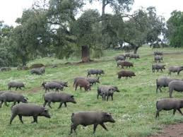 Cerdo iberico (coop agro espau00f1a)