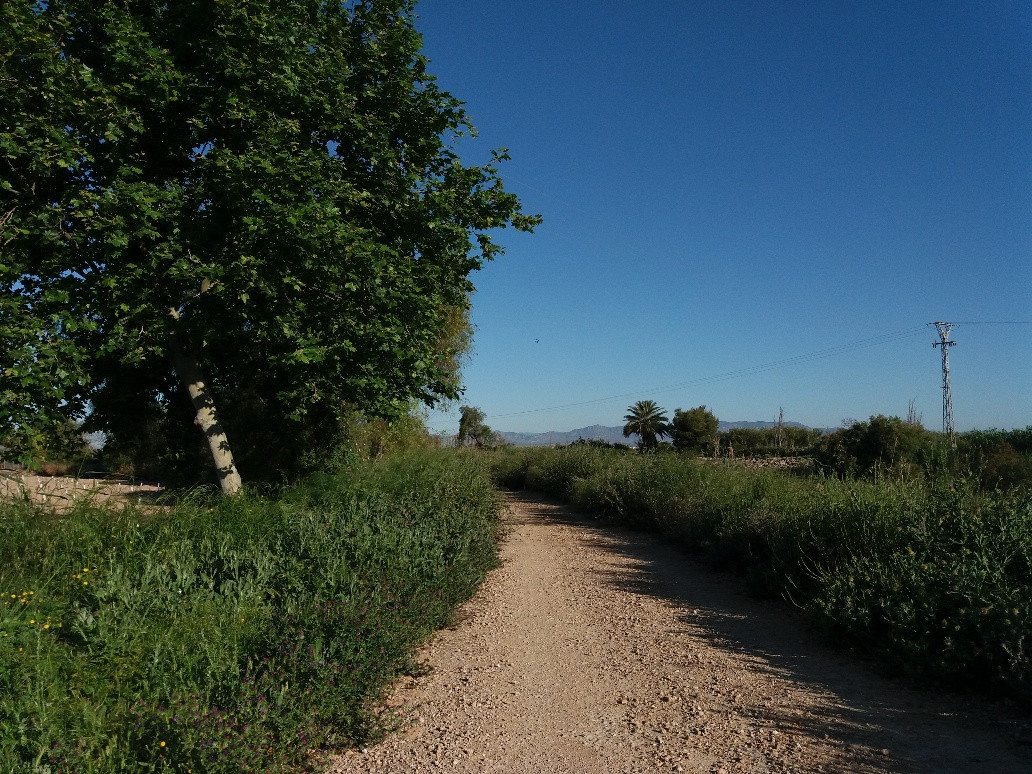 Camino paralelo al ru00edo Guadamar (Foto CHS)