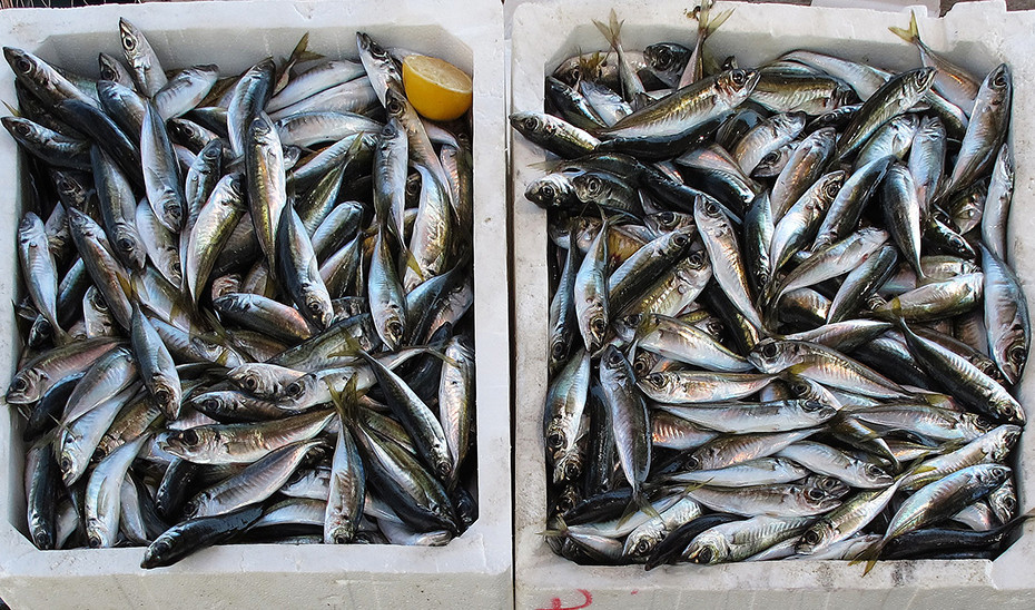Sardinas en lonja pescado pesca pez (Foto Junta de Andalucía)