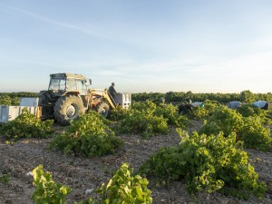 Vendimia tractor trabajadores uva vid (Foto CoopAgroalimentarias)