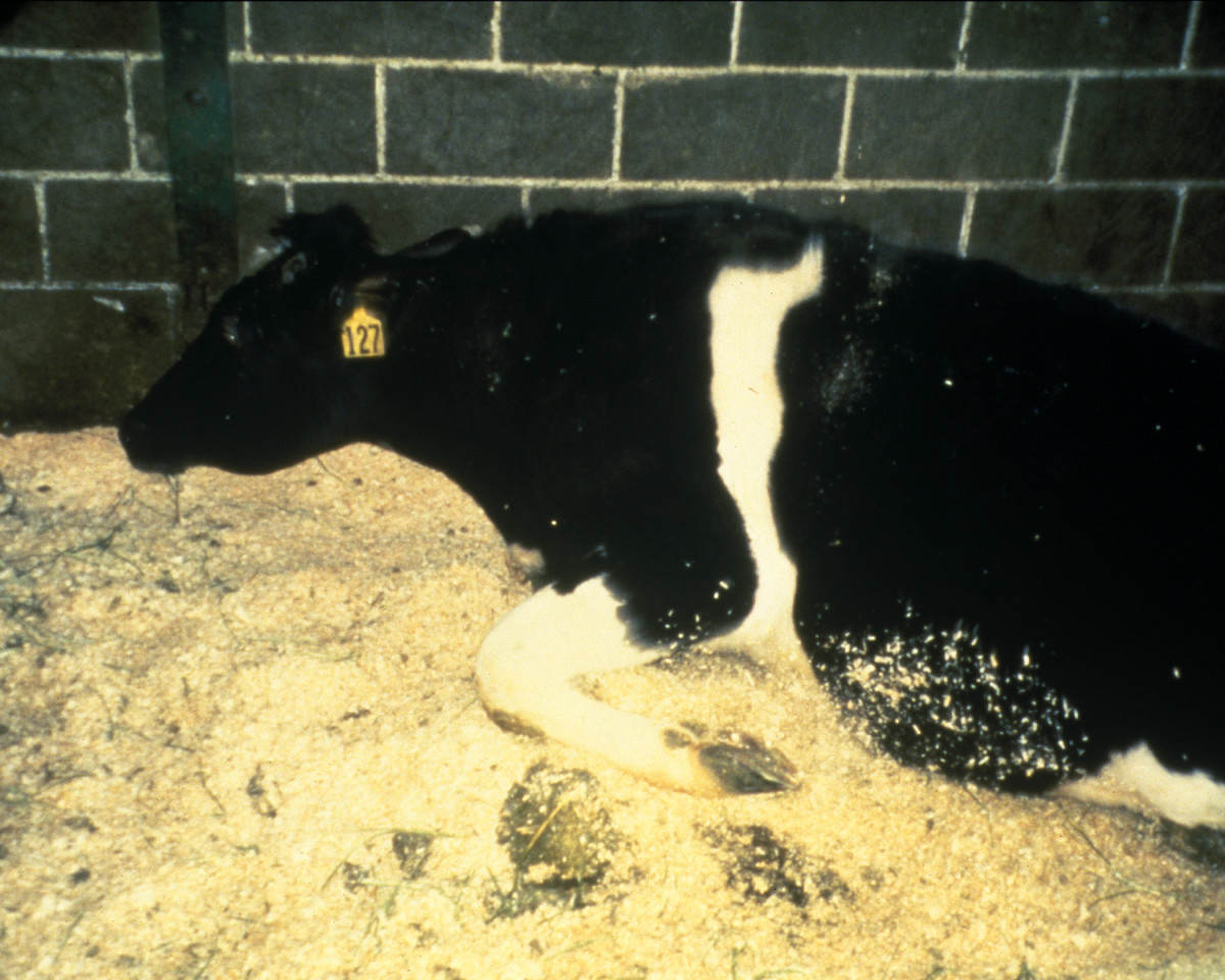 Vaca enferma (foto google)