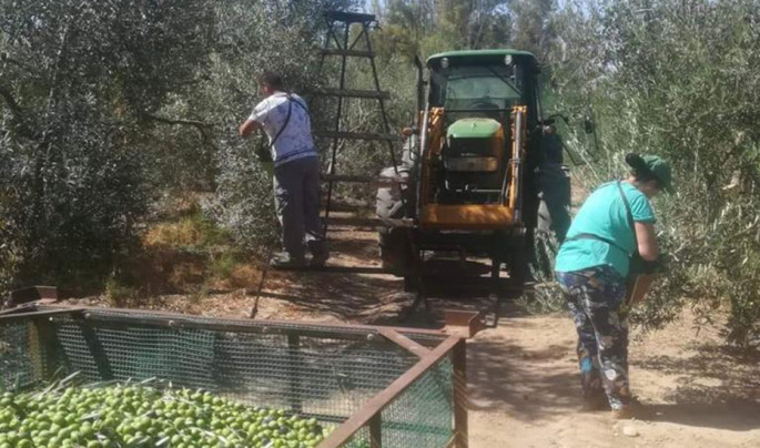 Recolección aceituna olivo (Foto Junta de Andalucía)