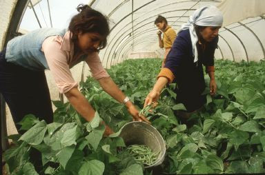 Mujeres invernadero empleo jornaleras (Foto MAPA)
