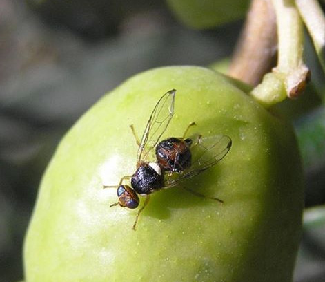 Picada mosca del olivo (Foto Junta de Andalucu00eda)
