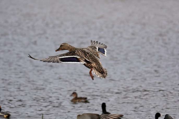 pato ánade gripe aviar lago ave (Foto Pixabay Santa3)