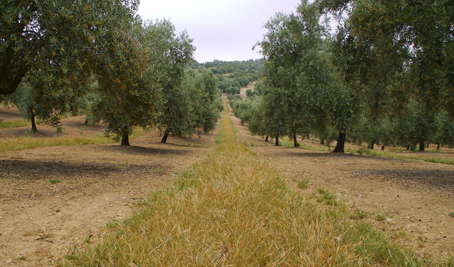 Olivar Cultivo Ecológico campo olivos (Foto Junta de Andalucía)