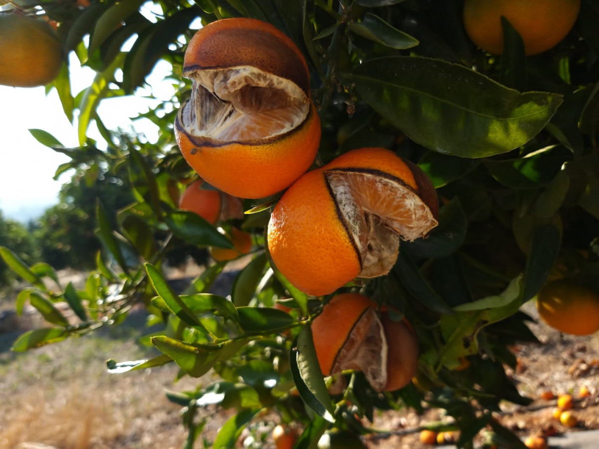 Rajado cítricos naranja 1 (Foto La Unió)