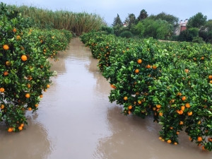 Naranjas inundaciu00f3n tormenta (AVA Asaja)
