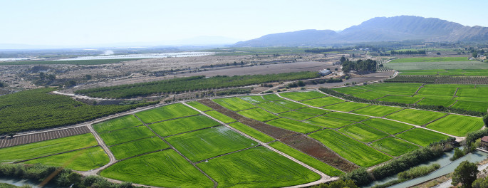 Vista aérea arrozales Calasparra Monitorización Ayudas PAC (Foto CARM)