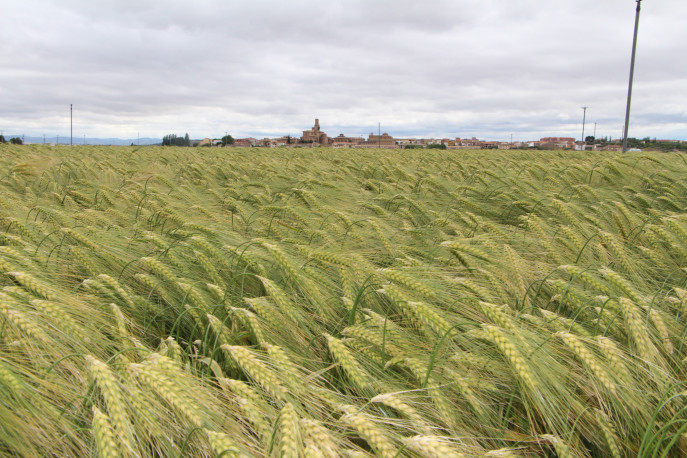 Campo de cereales (Foto Accoe)