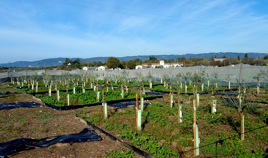Nuevas variedades olivo resistente verticilosis (Foto Ifapa)