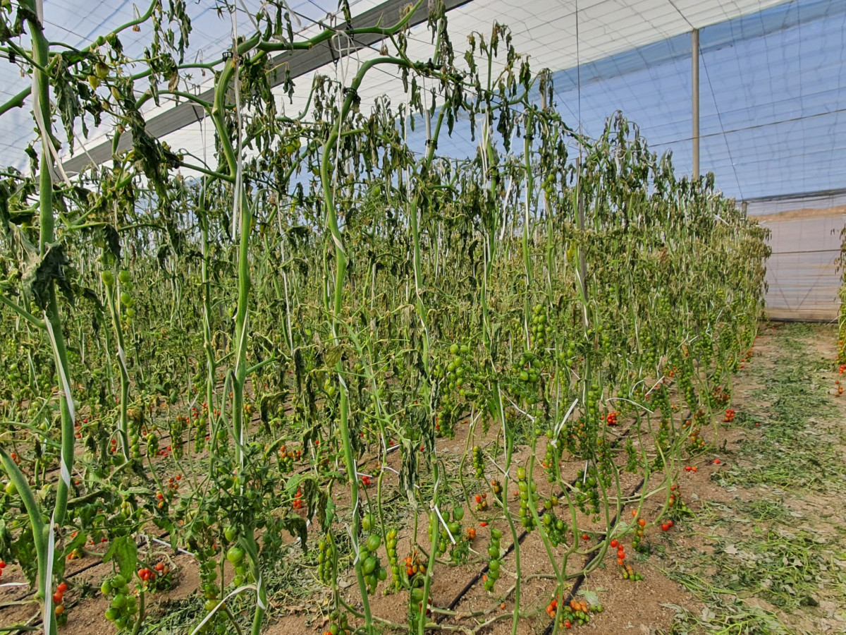 20210108 Invernadero de tomate en Níjar