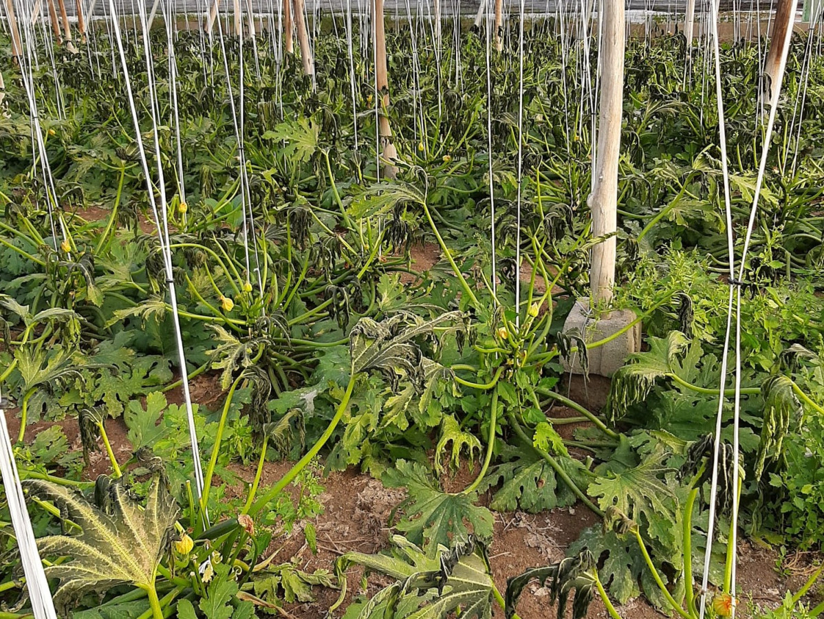 20210108 Planta de calabacin con los efectos de las bajas temperaturas en Níjar