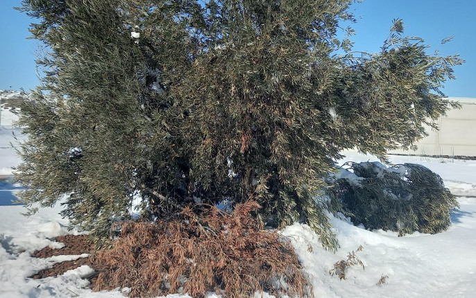 Olivo daños temporal Filomena nieve (Foto Asaja)