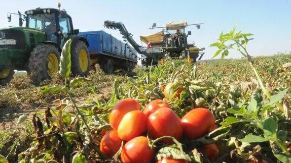 Tomate recolección campo cosecha (Foto UPA Uce)