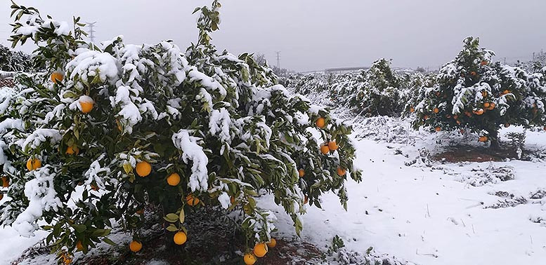 Naranjas nieve helada (Foto La Uniu00f3)